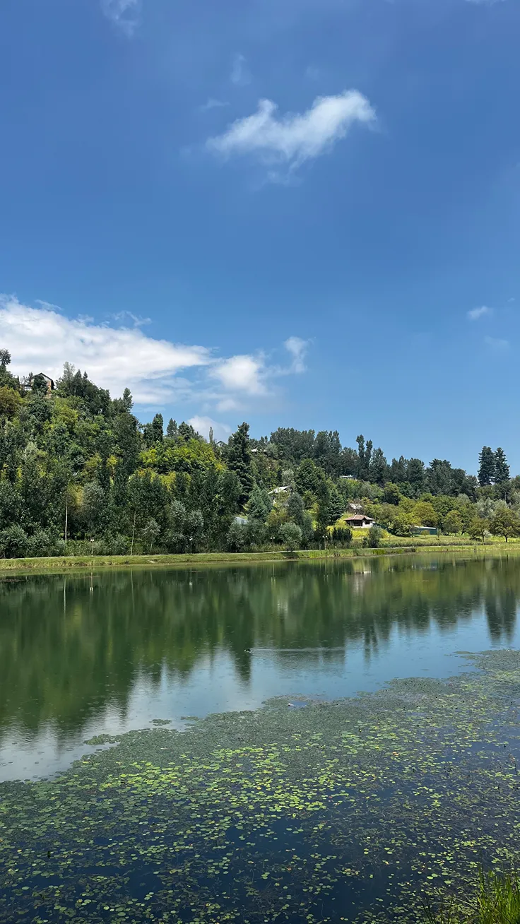 Beautiful Lake With Green Background