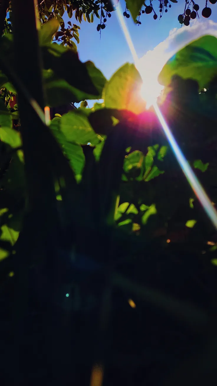 Radiant Sunburst Through Deep Foliage