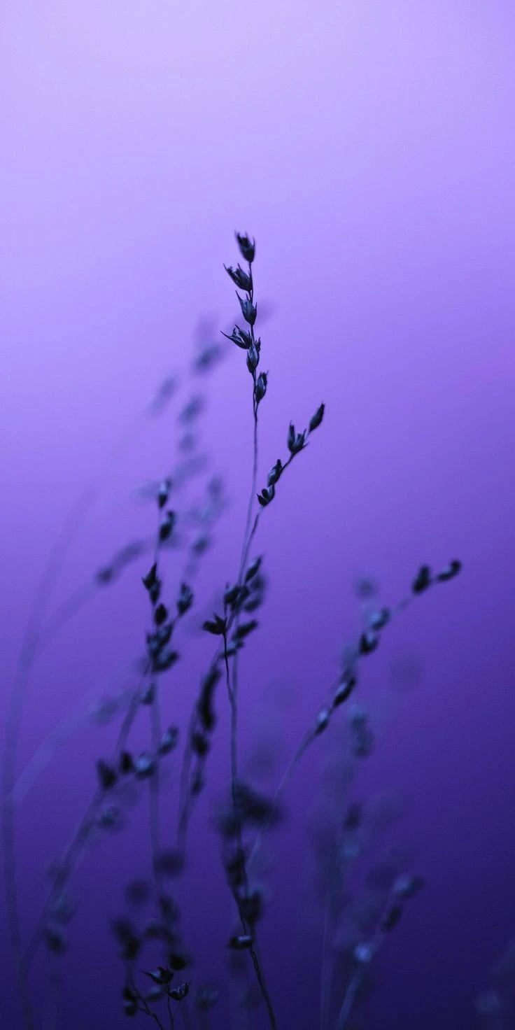 Pink flower full hd wallpaper