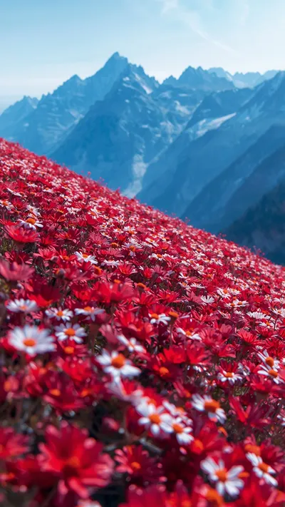 💙 Blue Mountains plus Red Blossom Perfect Combo🌸⛰️💙