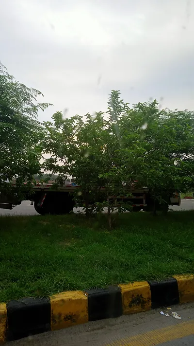 Green sensible and green grass near the road