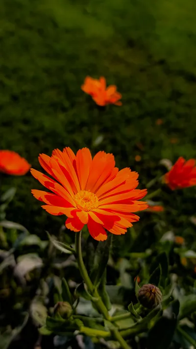 Beautiful Orange Flower 