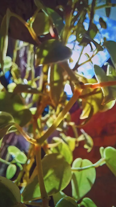 Golden Sunlight Through Green Leaves