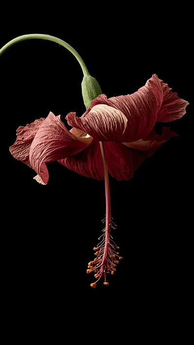  A wilted hibiscus flower