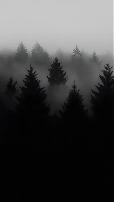 Dark Pine Trees Mist HD Background